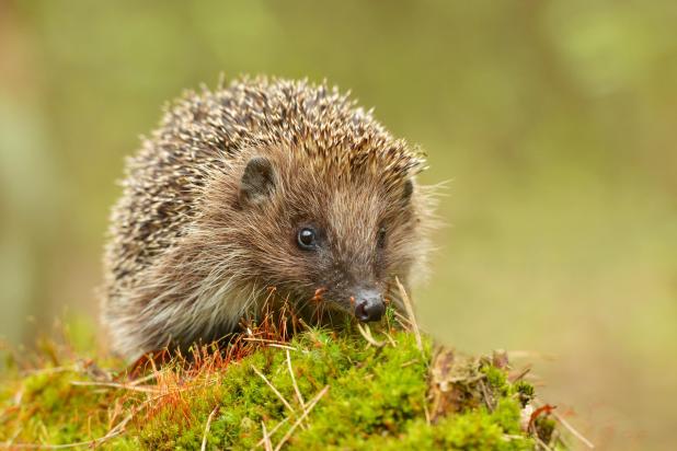 Egel - tuin - Shutterstock