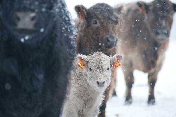 Galloways - winter - Wim Dirckx