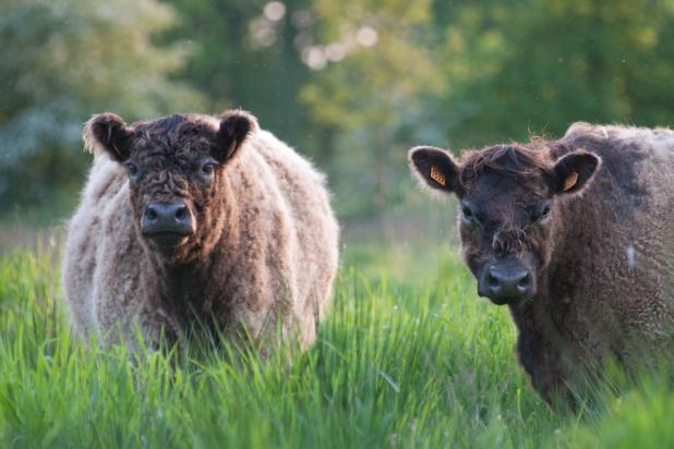 Galloways - Wim Dirckx