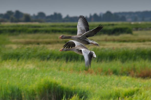 Ganzen_uitkerkse_polder_Eric Malfait