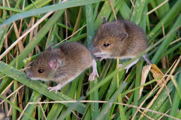 Gewone bosmuis - Shutterstock