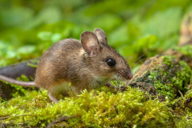 Gewone bosmuis - Shutterstock