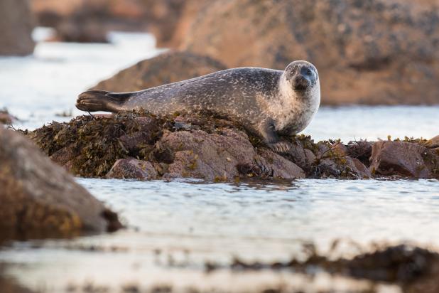 Gewone zeehond - Wim Dirckx