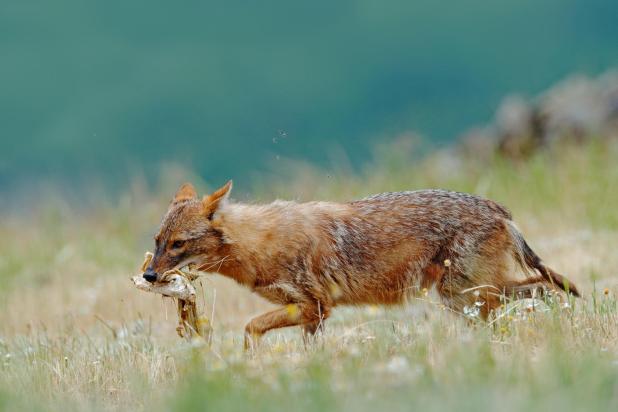 Goudjakhals - Shutterstock