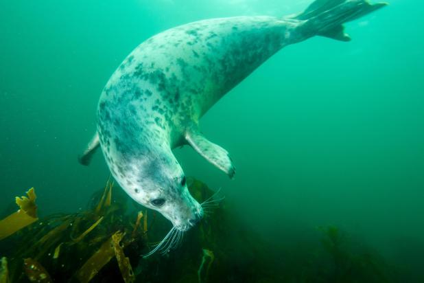 Grijze zeehond - Shutterstock