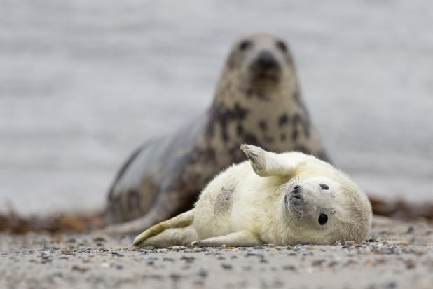 Grijze zeehond met pup - Luc Meert