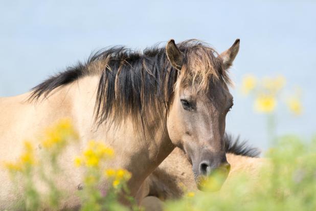 Konikpaard - Shutterstock