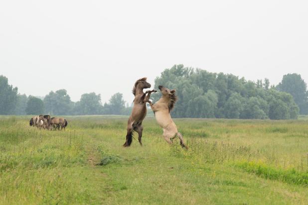 Konik - paard - Shutterstock
