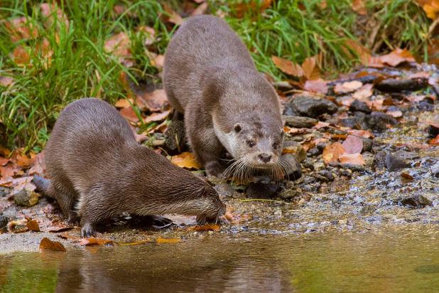 Otter - Jhony Vandebroek