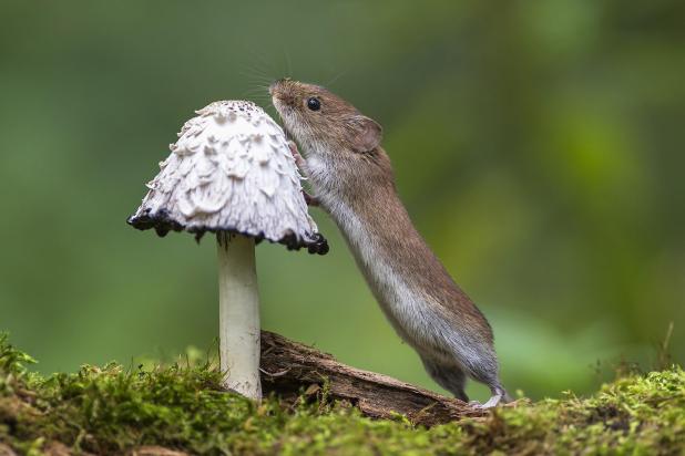 Rosse woelmuis - Shutterstock