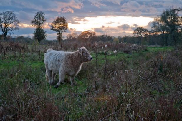 Smeetshof - Galloway - Begrazing - Wim Dirckx