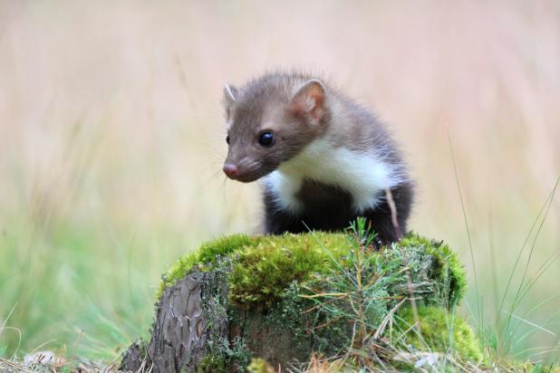 Steenmarter - Shutterstock