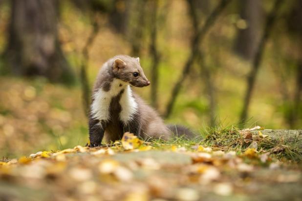 Steenmarter - Shutterstock