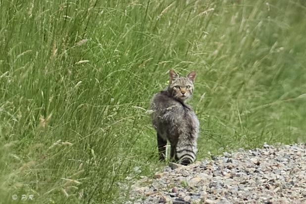 Wilde kat - waarnemingen.be