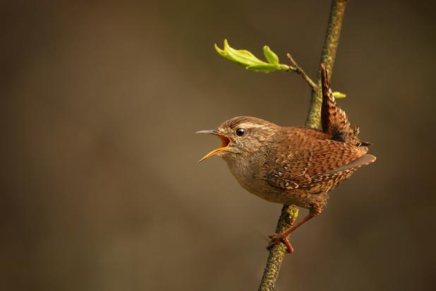 Winterkoning - zingt - op tak - Shutterstock