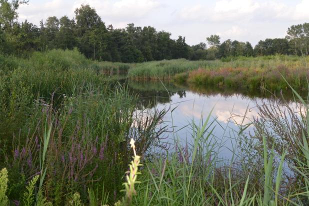 griesbroek_-_rudi_rademaekers
