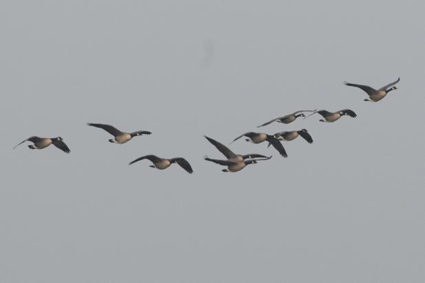 grote canadese gans_vlucht Francois Van Bauwel