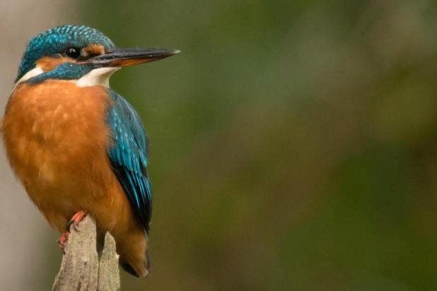 ijsvogel-dries_van_haut
