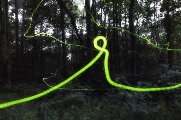 Kleine glimworm - David Hendrickx