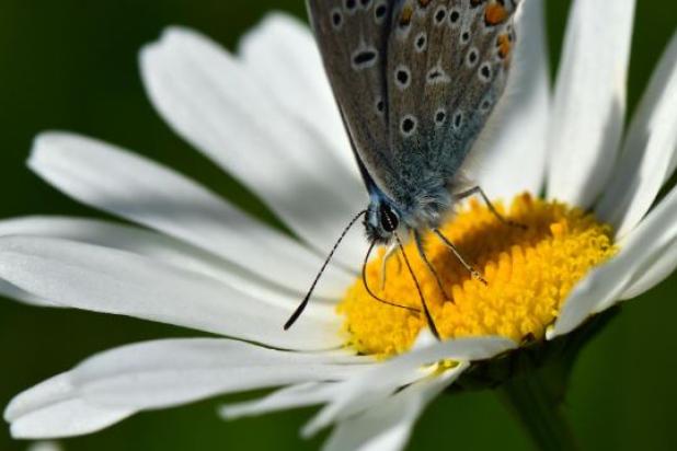 margriet