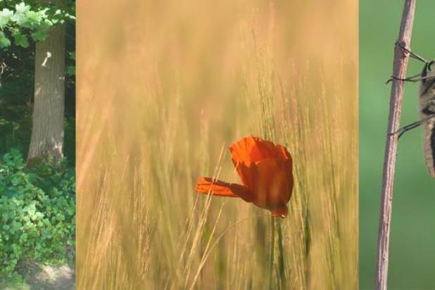 natuurpunt-houtem