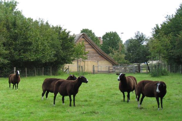 vorselaar-schupleer-schapenstal-opbouw_31