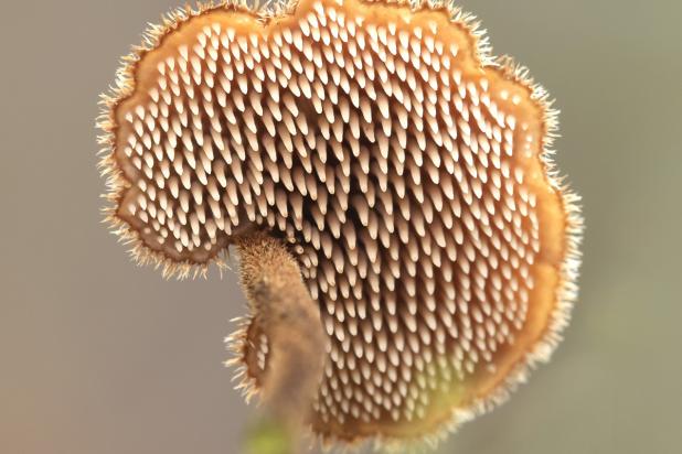 Oorlepelzwam, Saxifraga-Luuk Vermeer