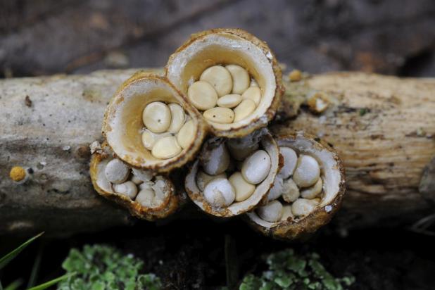 Geel nestzwammetje, Saxifraga-Luuk Vermeer