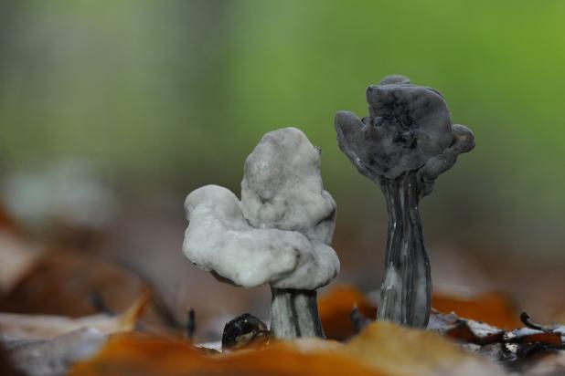 Zwarte kluifzwam, Saxifraga-Luuk Vermeer