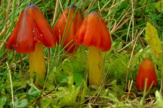 Zwartwordende wasplaat, Saxifraga-Lucien Rommelaars