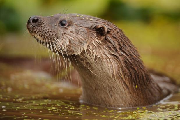 Otter - François Van Bauwel