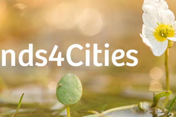 Wetland4cities - Wetlands - Kevin Feytons