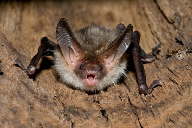 Bechsteins vleermuis - Shutterstock