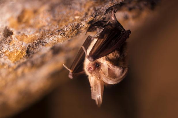 Gewone grootoorvleermuis - Shutterstock