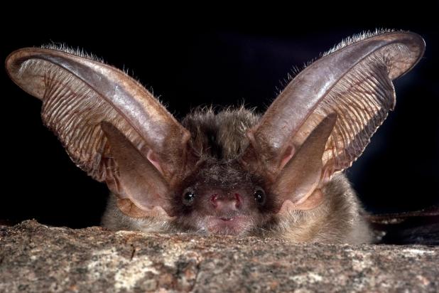 Grijze grootoorvleermuis - Shutterstock