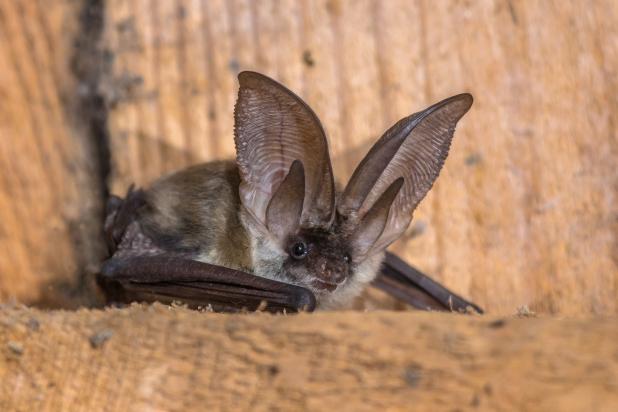 Grijze grootoorvleermuis - Shutterstock