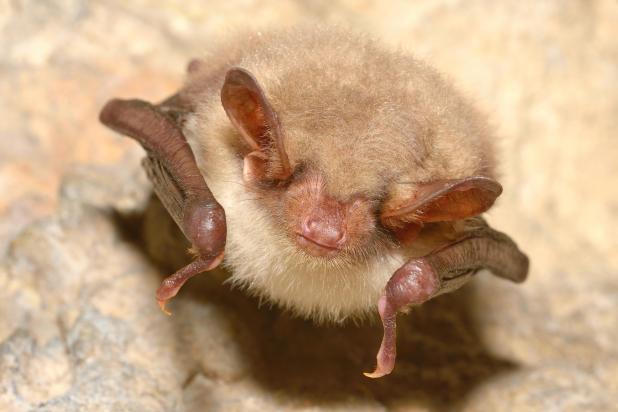 Vale vleermuis - Shutterstock 