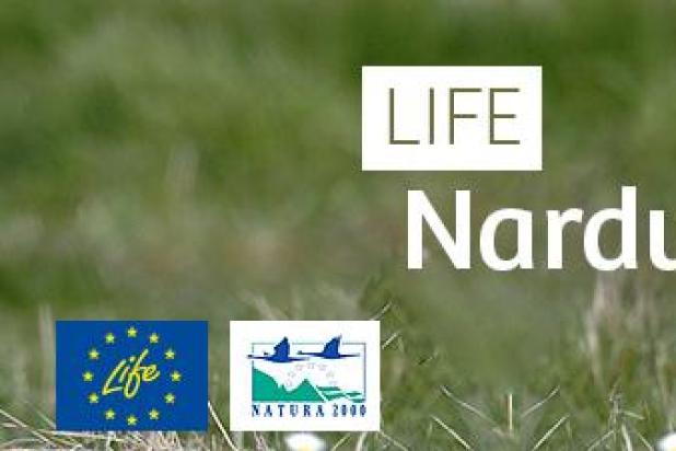 banner_life-nardus-limosa