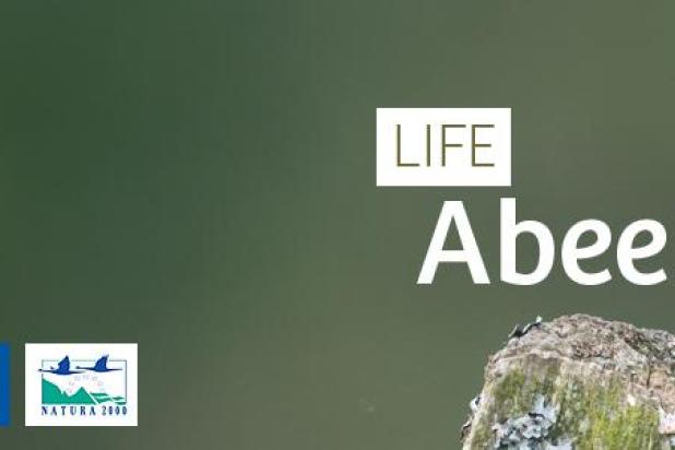 life_abeek_-_header