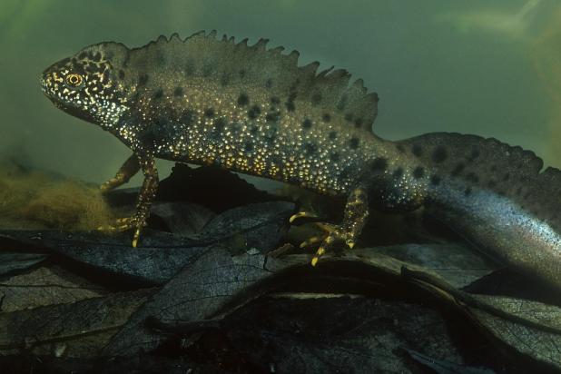 rs18568_kamsalamander_hugo_willocx_-lpr