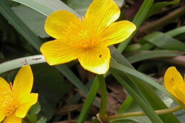 rs3610_333_cassenbroek_dotterbloem
