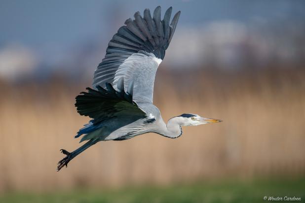 Blauwe reiger in vlucht - Wouter Cardoen