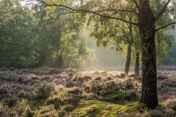 Bos heide - Erwin Derous