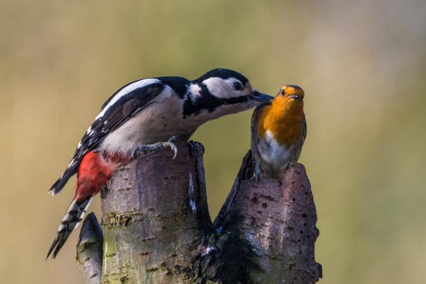 Grote bonte specht met roodborst - Marc Dauwe