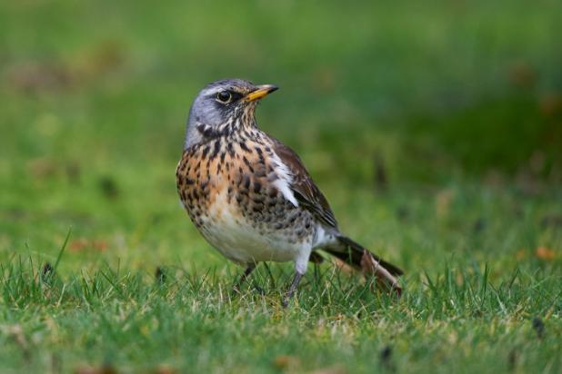 Kramsvogel - waarnemingen.be - Luc Bories