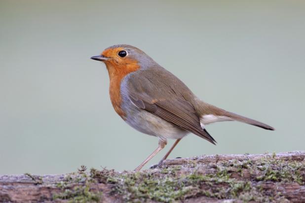 Roodborst - Luc Meert