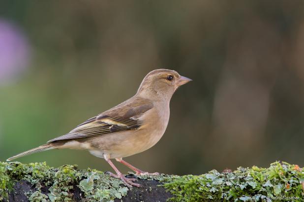 Vink - Wouter Cardoen