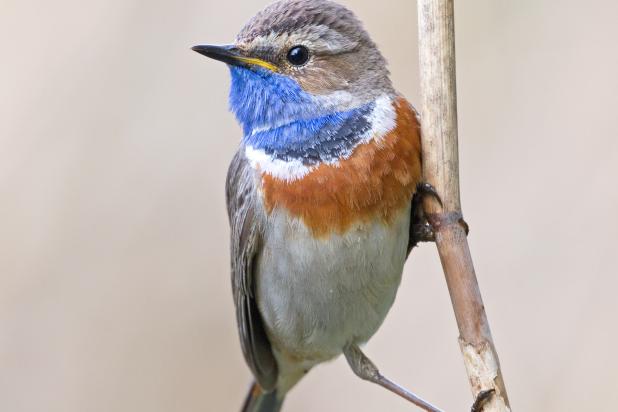 Blauwborst - Luc Meert 