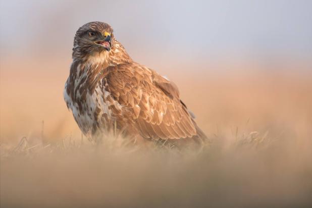 Buizerd - Kris Hermans