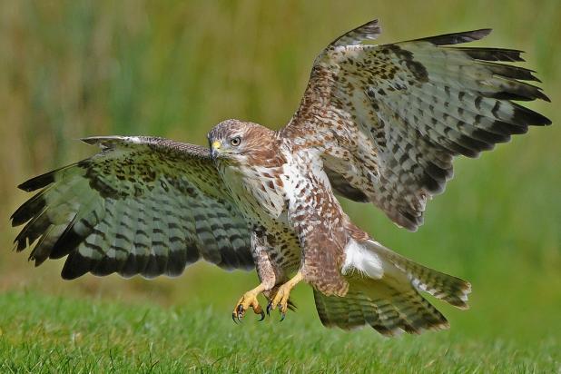 Buizerd - Wonderful Nature Photos